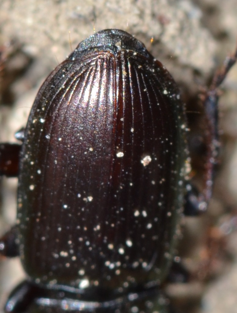 il solito Harpalus rubripes? no, il solito H. affinis